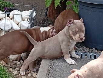 American bully pocket - 7