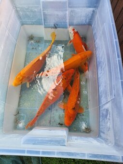 Koi kapre koi kapor zàvojantka cìnska karase - 7