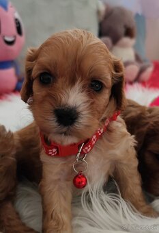 Cavapoo - 7