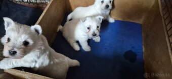 Predam Westika fenku - 7