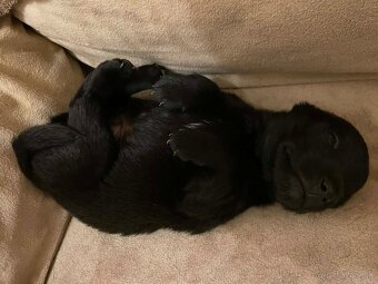 Predám psikov krizenca - 7