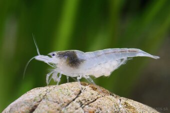 Neocaridina krevety selektované - 7