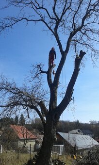 Výrub,pílenie,orezávanie stromou - 7