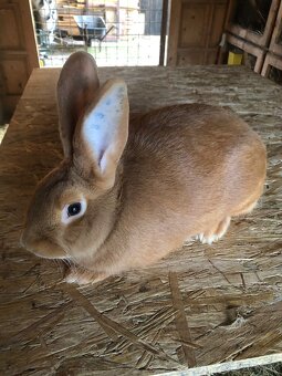 Dalmatinsky trojfarebný Rex,Kastorex,Burgundsky - 7