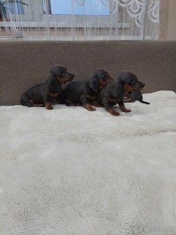 Jazvečik  trpazlici - 7