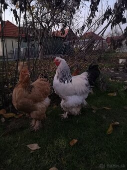 Brahmanka - kohút - 7