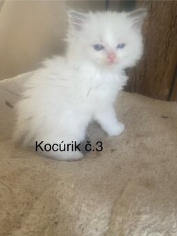Ragdoll mačiatka bez PP-poslední 3 voľní kocúrikovia - 7