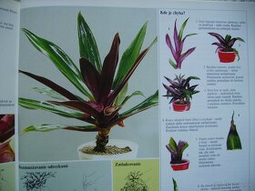 Reo / Tradescantia - izbová rastlina mládniky - 7
