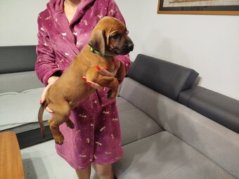 RHODESIAN RIDGEBACK - 7