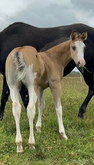 Zrebcek Aph   Buckskin overo/sabino - 7