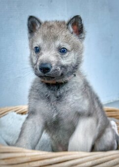 Československý vlčiak s PP - 7