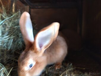 burgmunske kraliky - 7