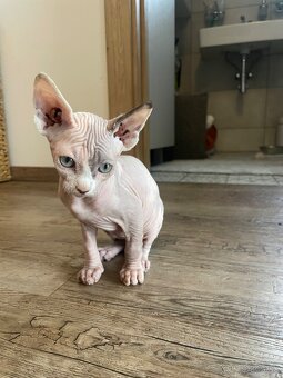 Sphynx - 7