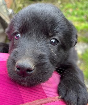 Darujem šteniatka - 7