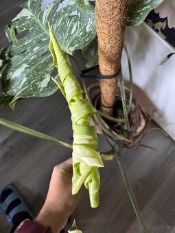 monstera thai velka - 7