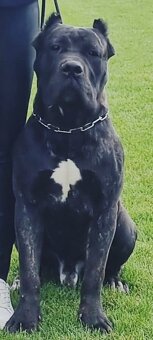 Cane corso - 7