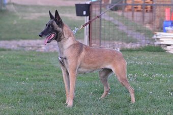 Belgický ovčiak Malinois s PP - 7