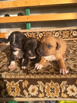 Americký stafordsirsky terier, Stafford, amstaf - 7