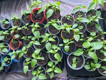 Extra štipľavé chilli - 7