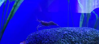 Krevety macrobrachium dayanum - 7