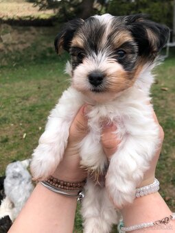 Predám Yorkshire Biwer Terrier - 7