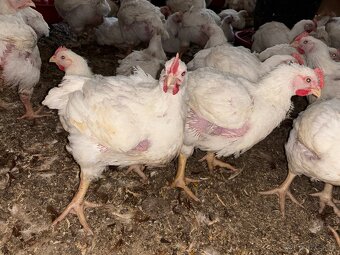 Sliepky Mládky Nosnice Lohman - 7