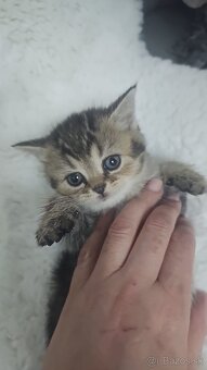 Britská cincila - 7