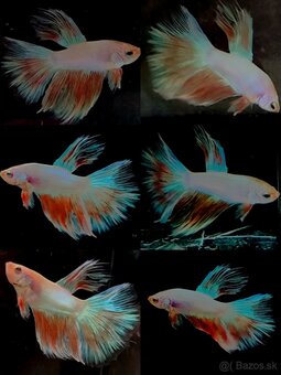 Betta Splendens - Bojovnica Pestrá. - 7