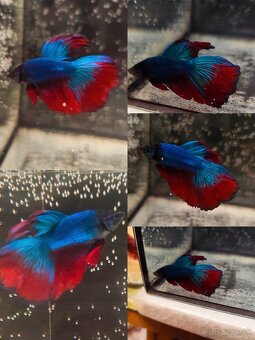 Betta Splendens - Bojovnica Pestrá. - 7