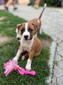 Americký stafordšírsky teriér - 7