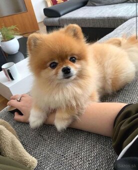Pomeranian gray - 7