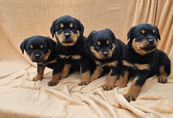 Rotvajler,rotveiler,rotvailer,rotwailer,rotweiler na predaj. - 7
