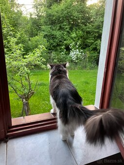 Maine coon x Nórska lesná mačka - 7