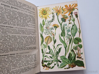 Alpská flóra 1919 - 30x barvotisková tabule alpinky atlas - 7