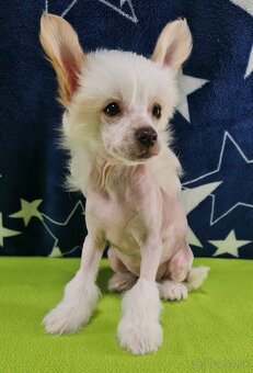 čínsky chocholatý pes - 7