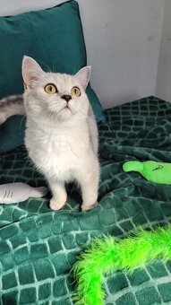 Škótske mačiatka s PP/F.TICA 27 - 7