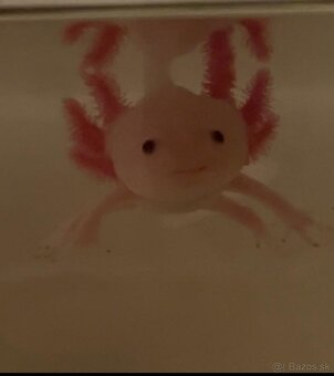Predám axolotlov - 7