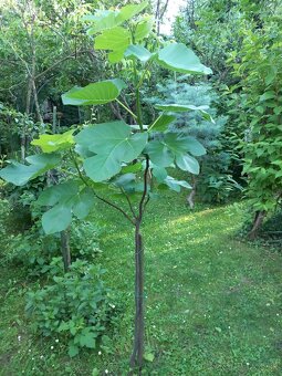 Predám figovník - 7