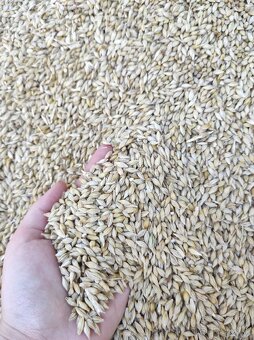 Krmivo pre zvieratá - 7