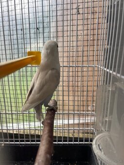 Agapornis fisher - 7