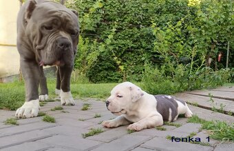 Americký stafordsirsky terier, american bully XL - 7