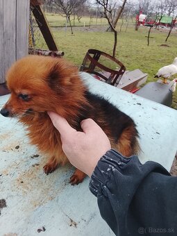 Predám spic nemecky - 7