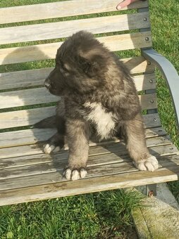 Predám nádherné šteniatko kaukazského ovčiaka - 7