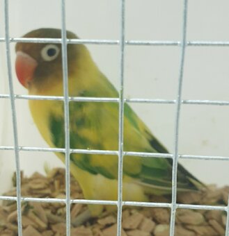 Agapornis škraboškovy - 7