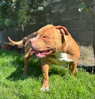 American Bully - 7