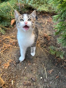 Darujem 4-mesačného kocúrika - 7