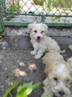 Maltipoo (malteze +Pudel = maltipoo) - 7