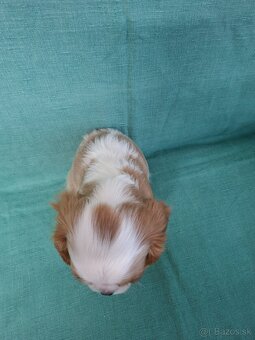 Cavalier kavalier king charles spaniel - 7
