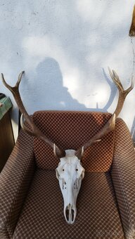 Predám trofej jeleňa, parožie zhody trofeje. - 7