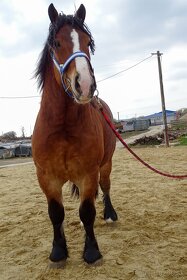 Ťažný kôň na predaj - Ardén - plemenný žrebec - 7